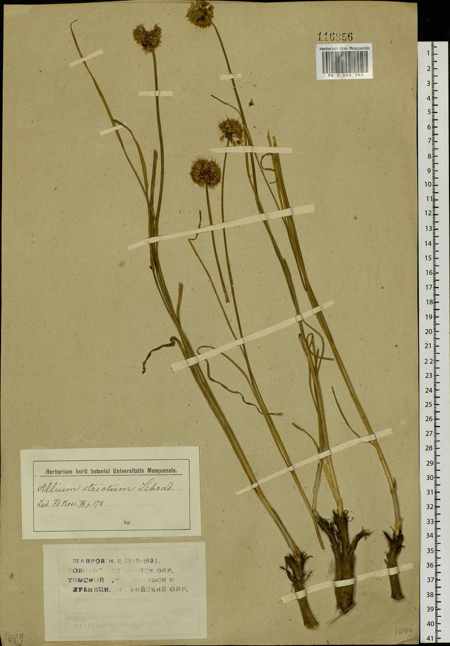 Allium strictum Schrad., Siberia (no precise locality) (S0) (Russia)