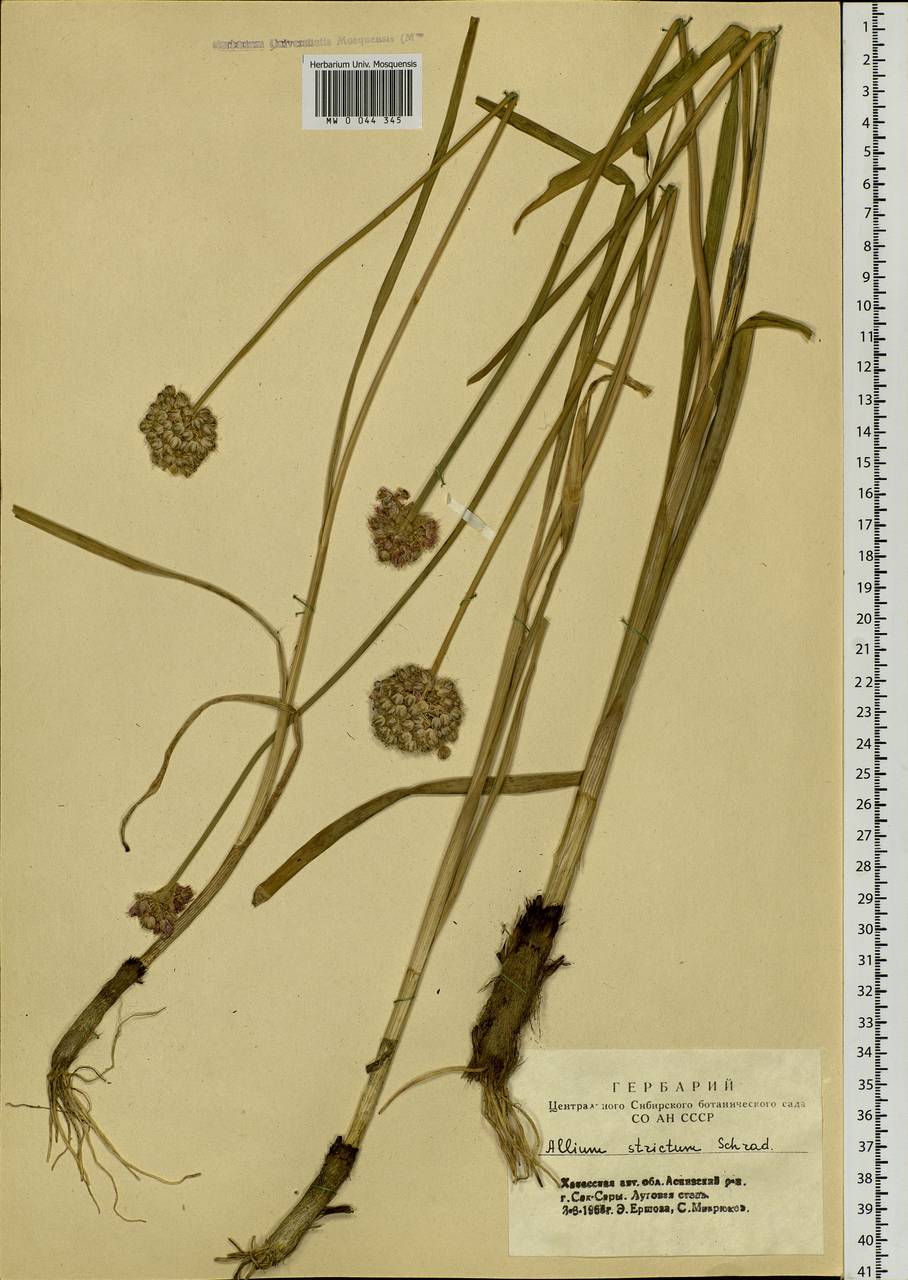 Allium strictum Schrad., Siberia, Altai & Sayany Mountains (S2) (Russia)