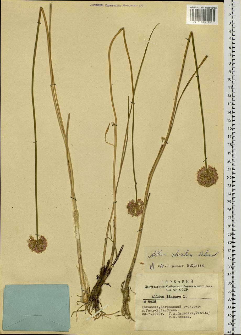 Allium strictum Schrad., Siberia, Altai & Sayany Mountains (S2) (Russia)