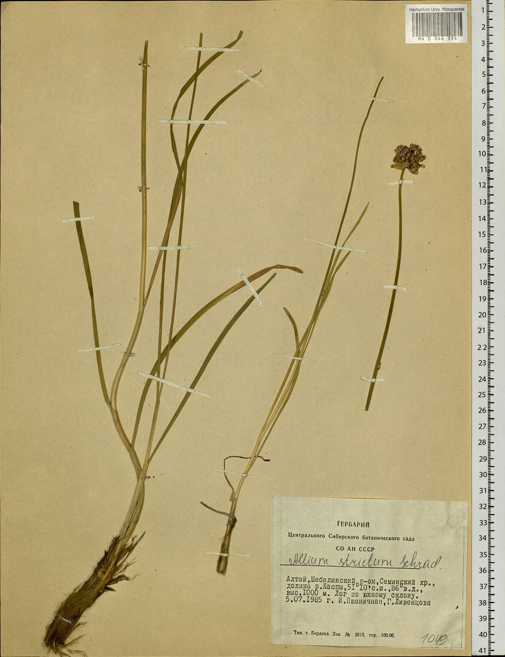 Allium strictum Schrad., Siberia, Altai & Sayany Mountains (S2) (Russia)