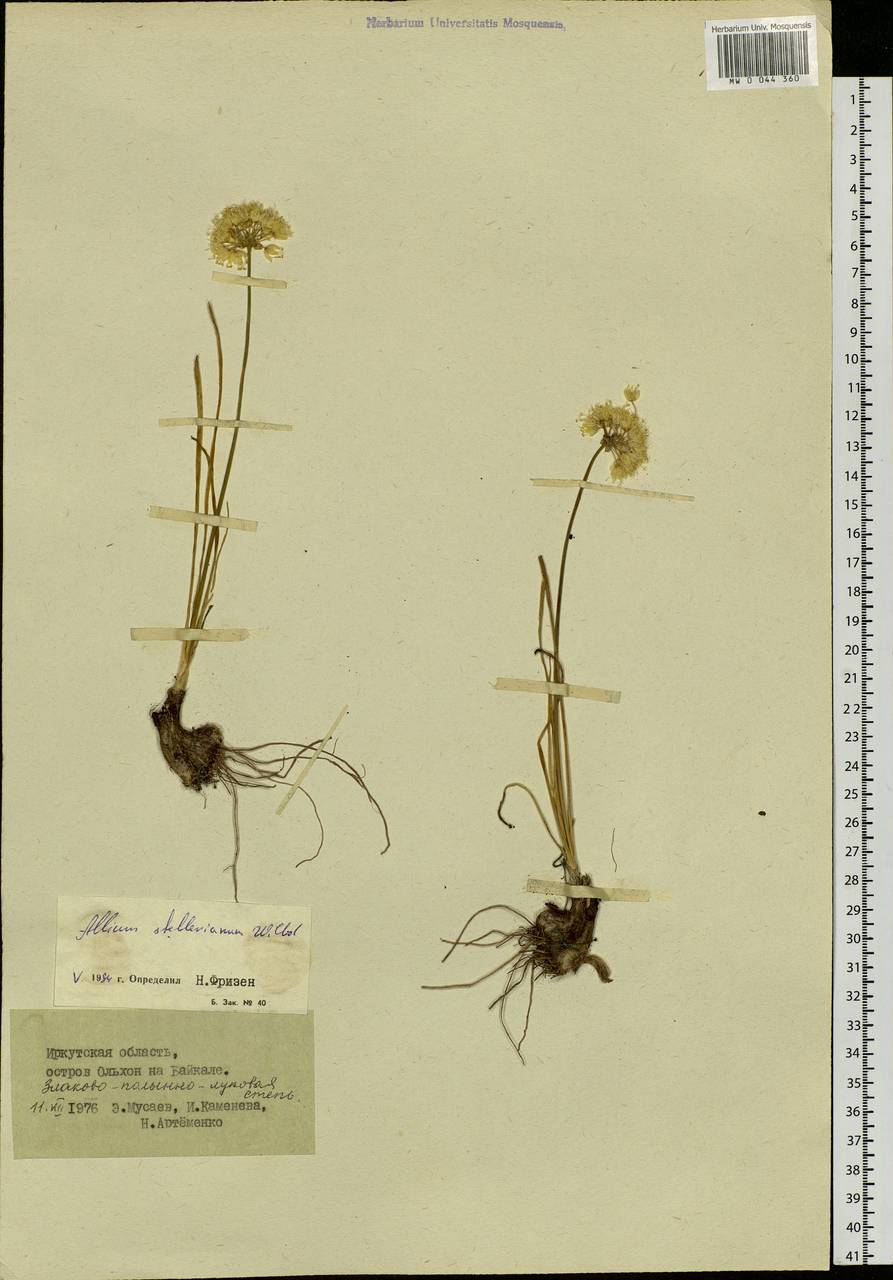 Allium stellerianum Willd., Siberia, Baikal & Transbaikal region (S4) (Russia)