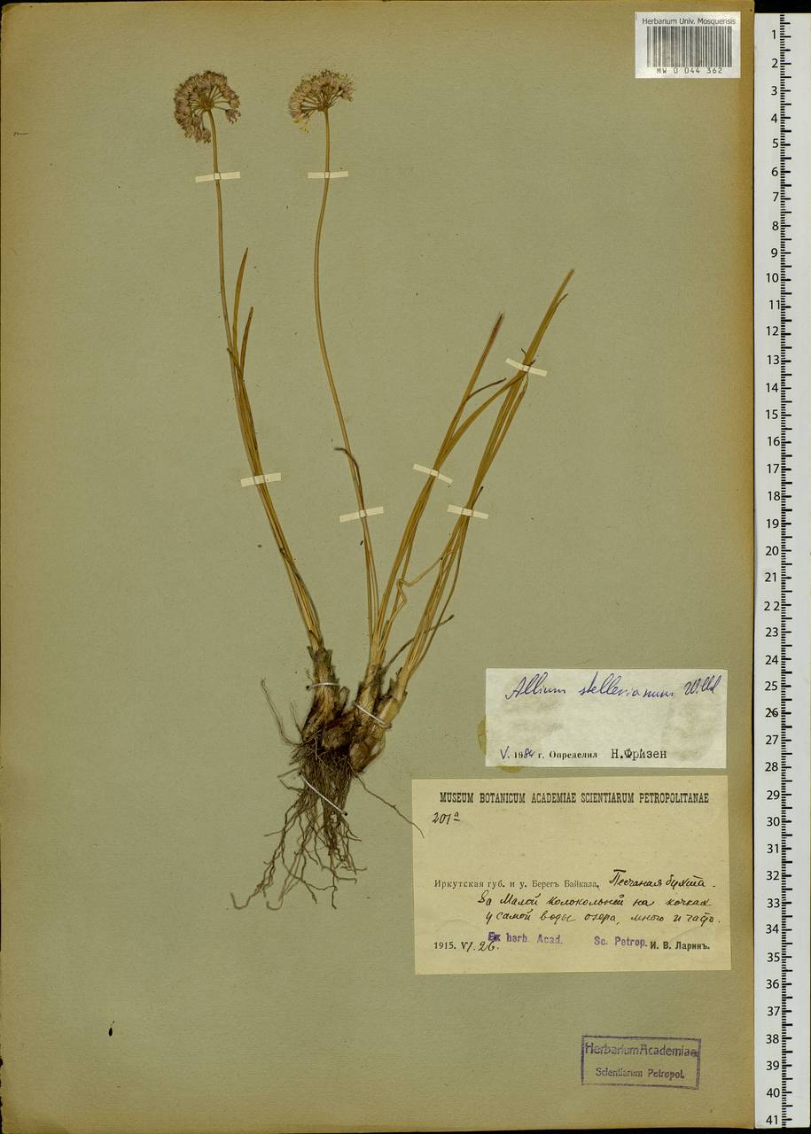 Allium stellerianum Willd., Siberia, Baikal & Transbaikal region (S4) (Russia)