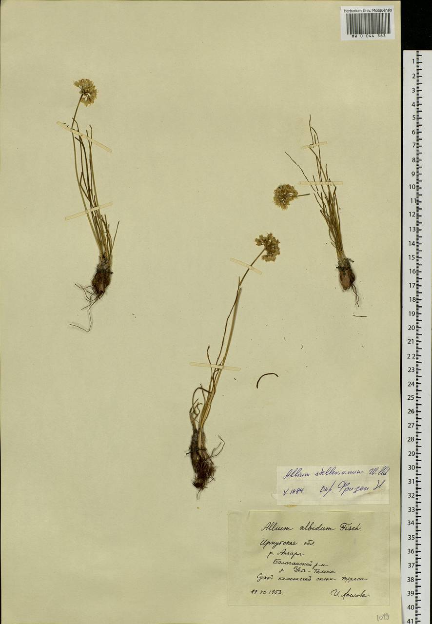 Allium stellerianum Willd., Siberia, Baikal & Transbaikal region (S4) (Russia)