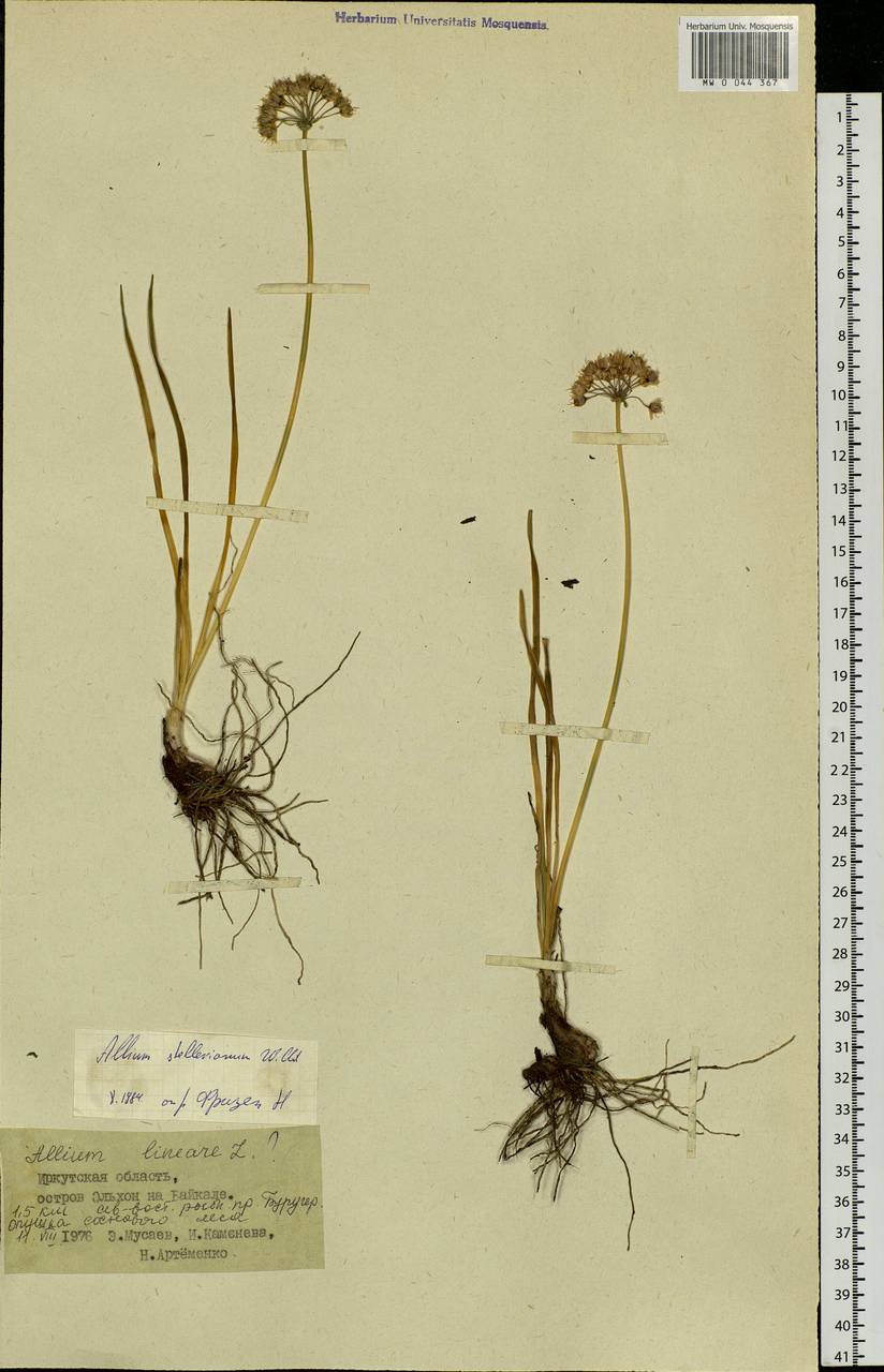 Allium stellerianum Willd., Siberia, Baikal & Transbaikal region (S4) (Russia)