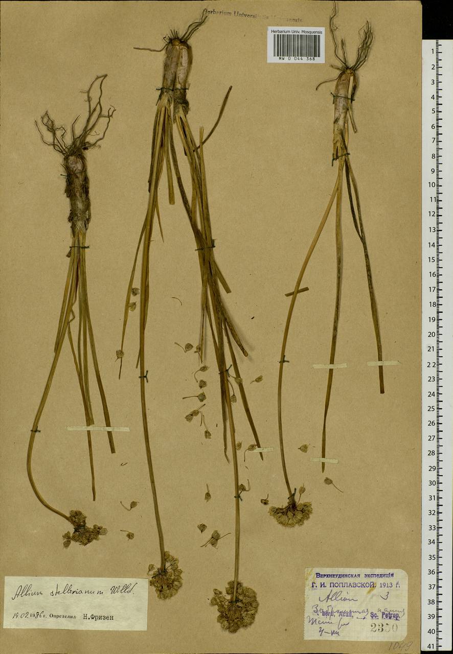 Allium stellerianum Willd., Siberia, Baikal & Transbaikal region (S4) (Russia)