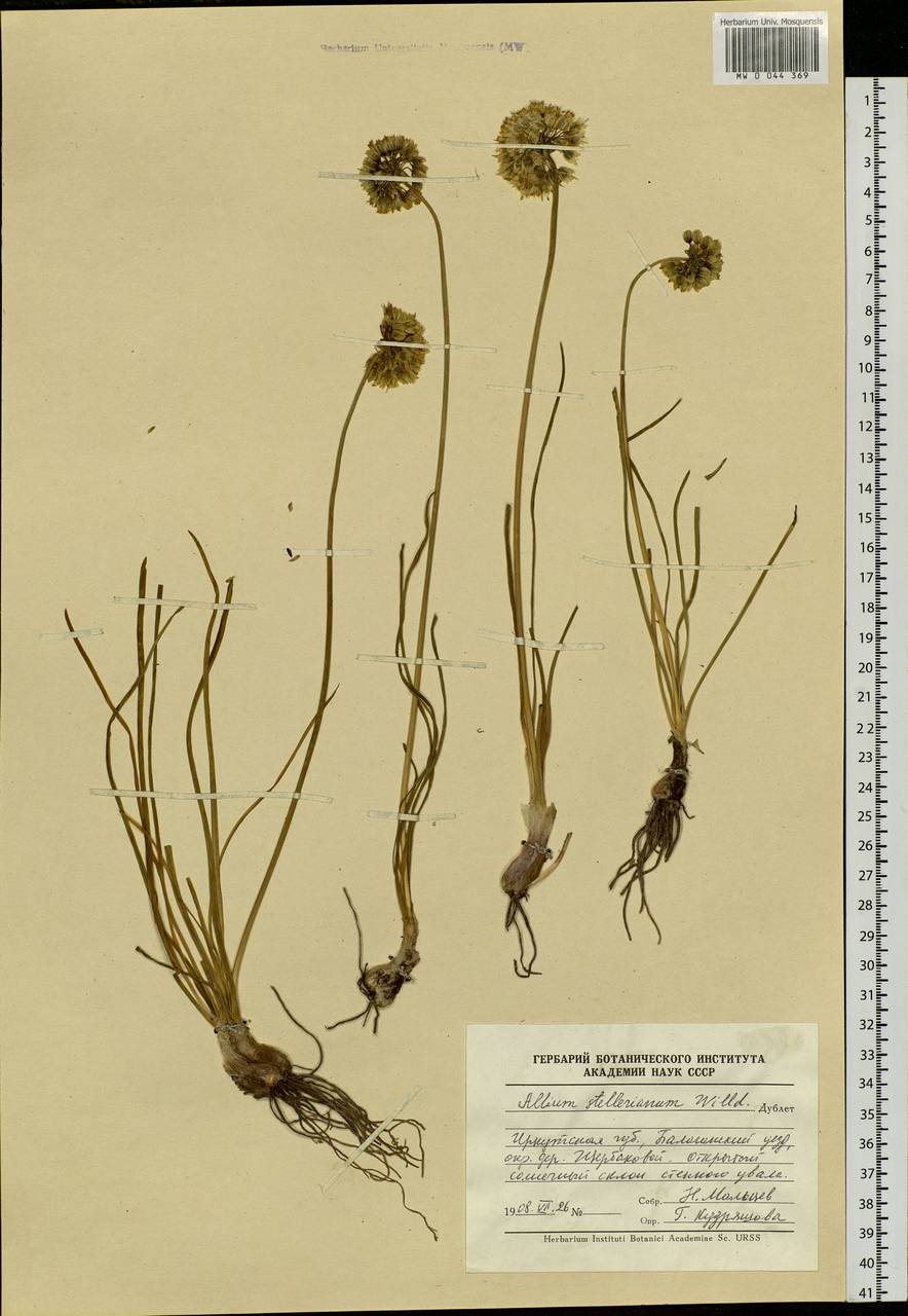 Allium stellerianum Willd., Siberia, Baikal & Transbaikal region (S4) (Russia)