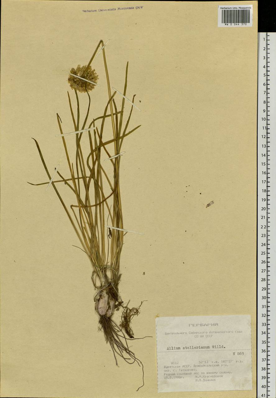 Allium stellerianum Willd., Siberia, Baikal & Transbaikal region (S4) (Russia)