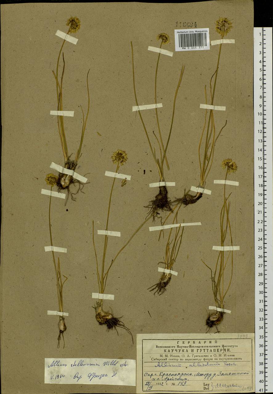 Allium stellerianum Willd., Siberia, Central Siberia (S3) (Russia)