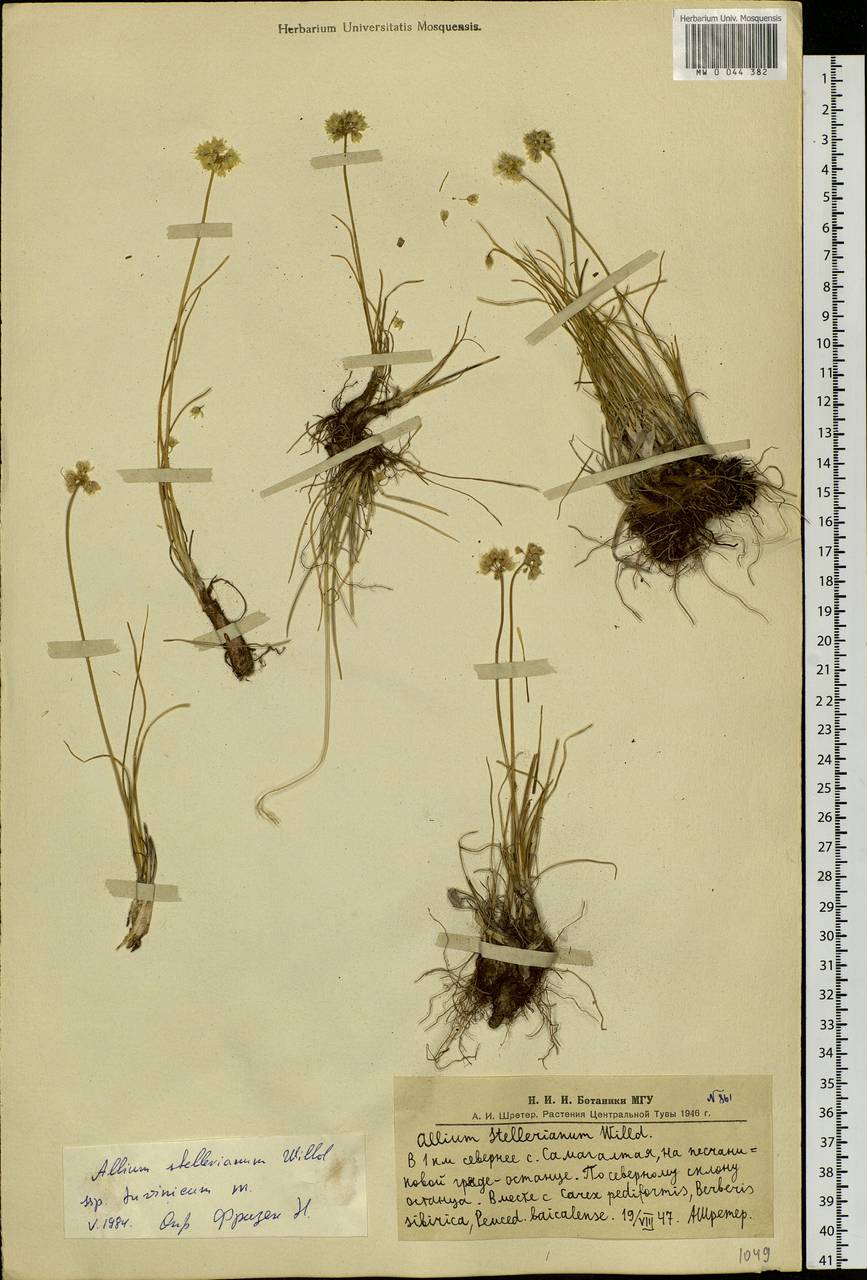 Allium stellerianum Willd., Siberia, Altai & Sayany Mountains (S2) (Russia)