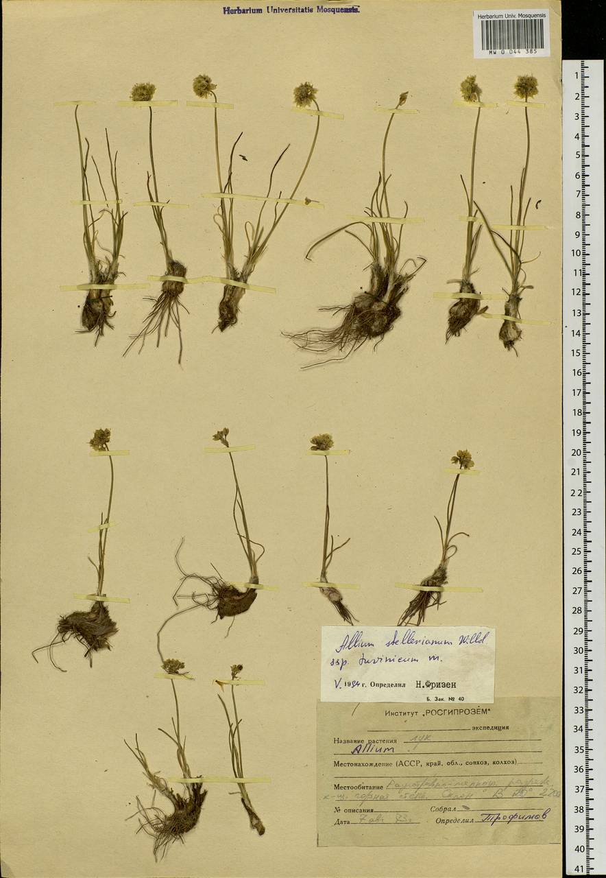 Allium stellerianum Willd., Siberia, Altai & Sayany Mountains (S2) (Russia)