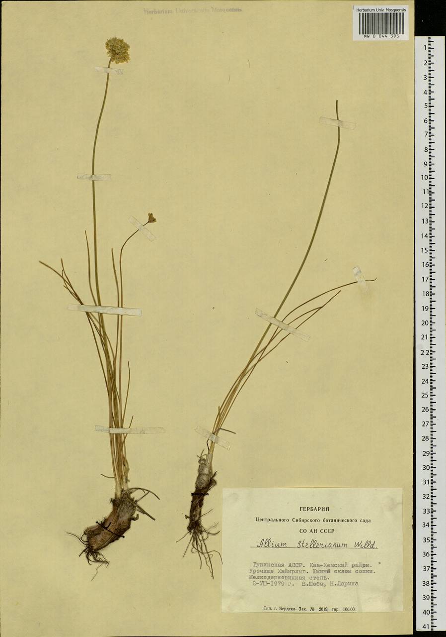 Allium stellerianum Willd., Siberia, Altai & Sayany Mountains (S2) (Russia)