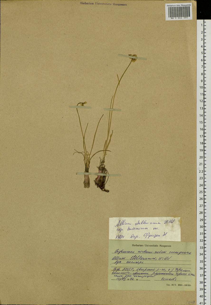 Allium stellerianum Willd., Siberia, Altai & Sayany Mountains (S2) (Russia)