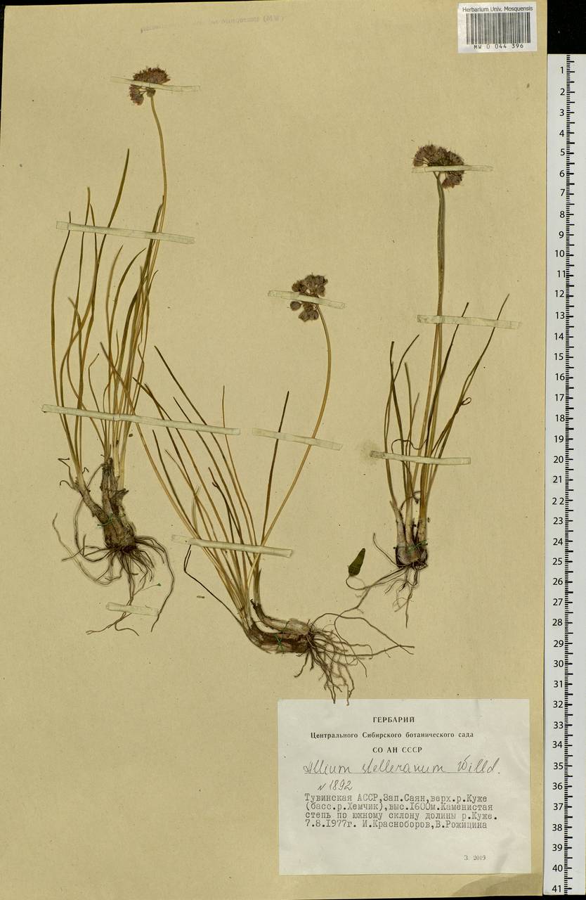 Allium stellerianum Willd., Siberia, Altai & Sayany Mountains (S2) (Russia)