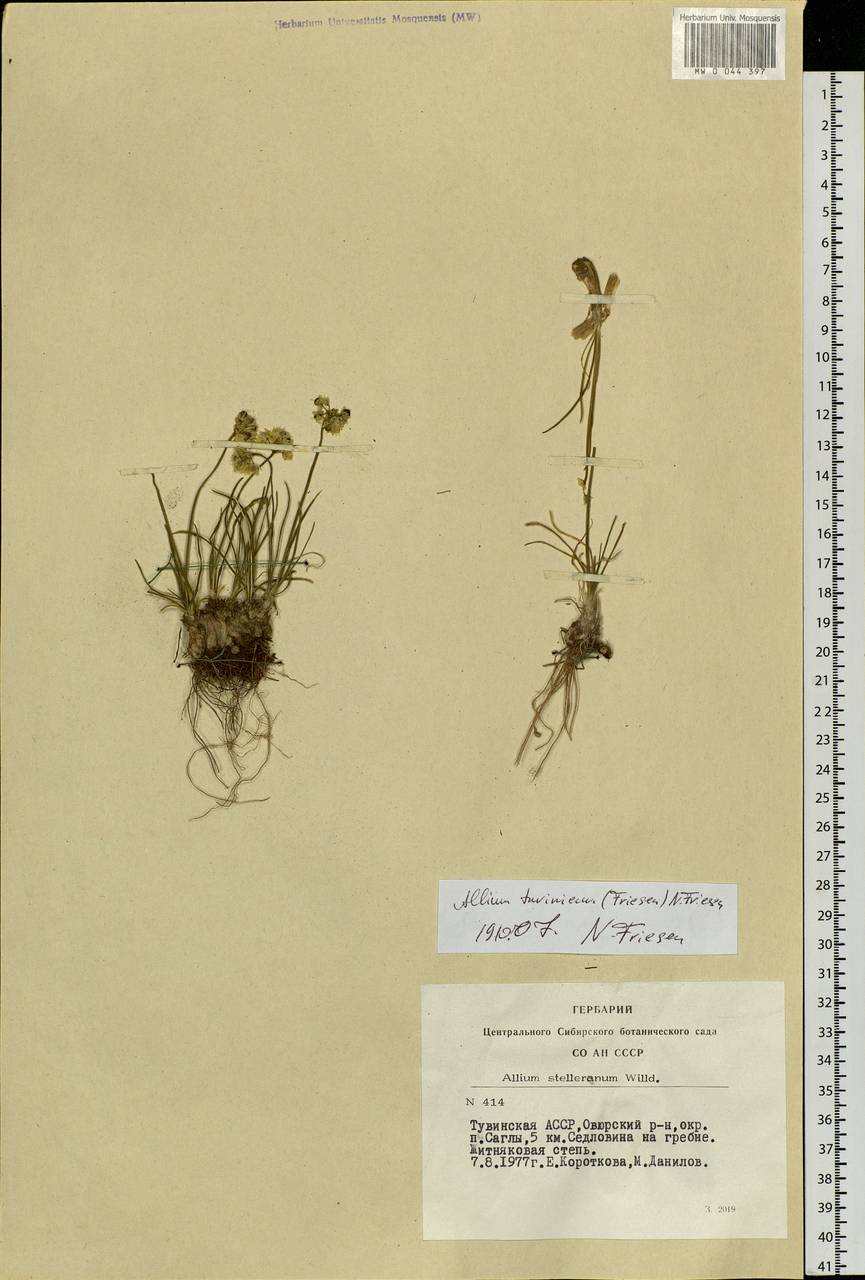 Allium stellerianum Willd., Siberia, Altai & Sayany Mountains (S2) (Russia)