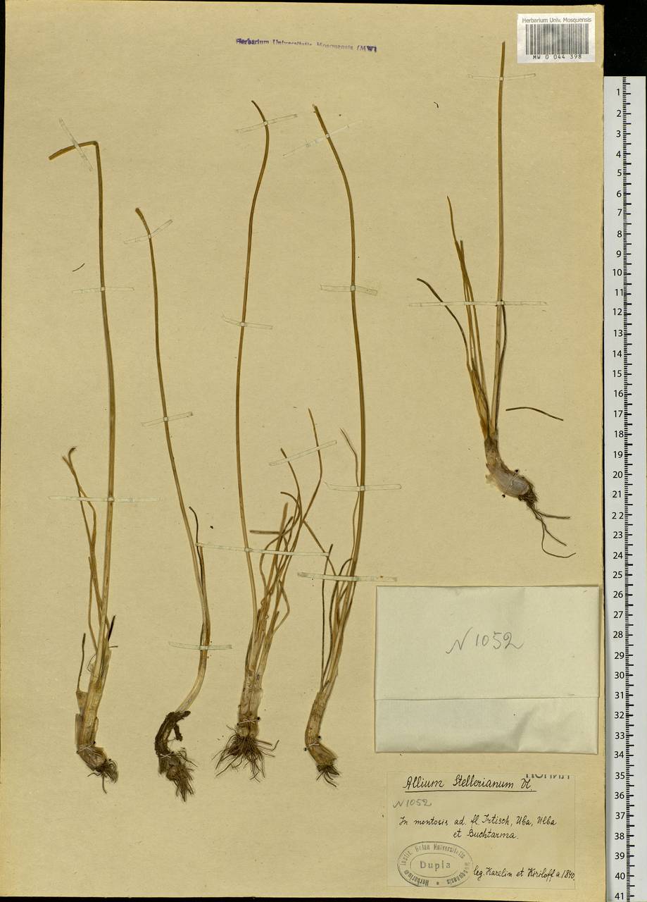 Allium stellerianum Willd., Siberia, Western (Kazakhstan) Altai Mountains (S2a) (Kazakhstan)