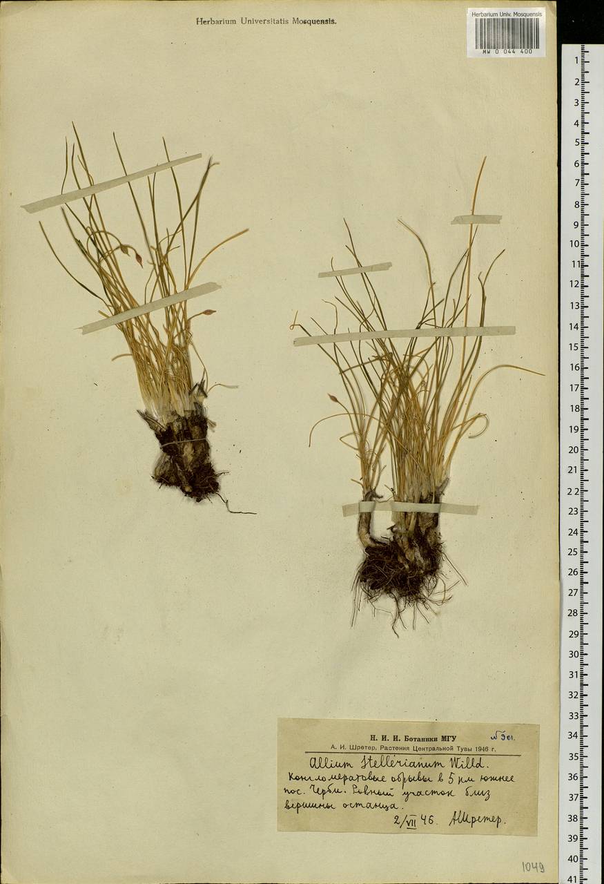 Allium stellerianum Willd., Siberia, Altai & Sayany Mountains (S2) (Russia)