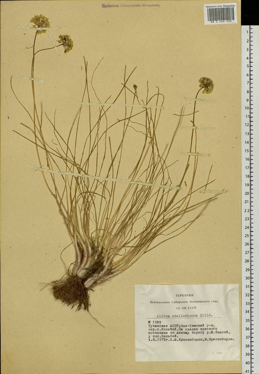 Allium stellerianum Willd., Siberia, Altai & Sayany Mountains (S2) (Russia)