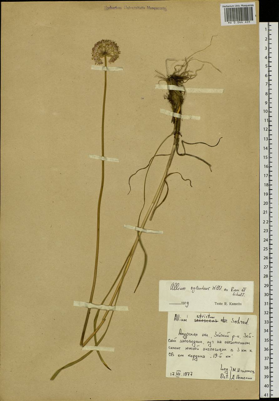 Allium splendens Willd. ex Schult. & Schult.f., Siberia, Russian Far East (S6) (Russia)