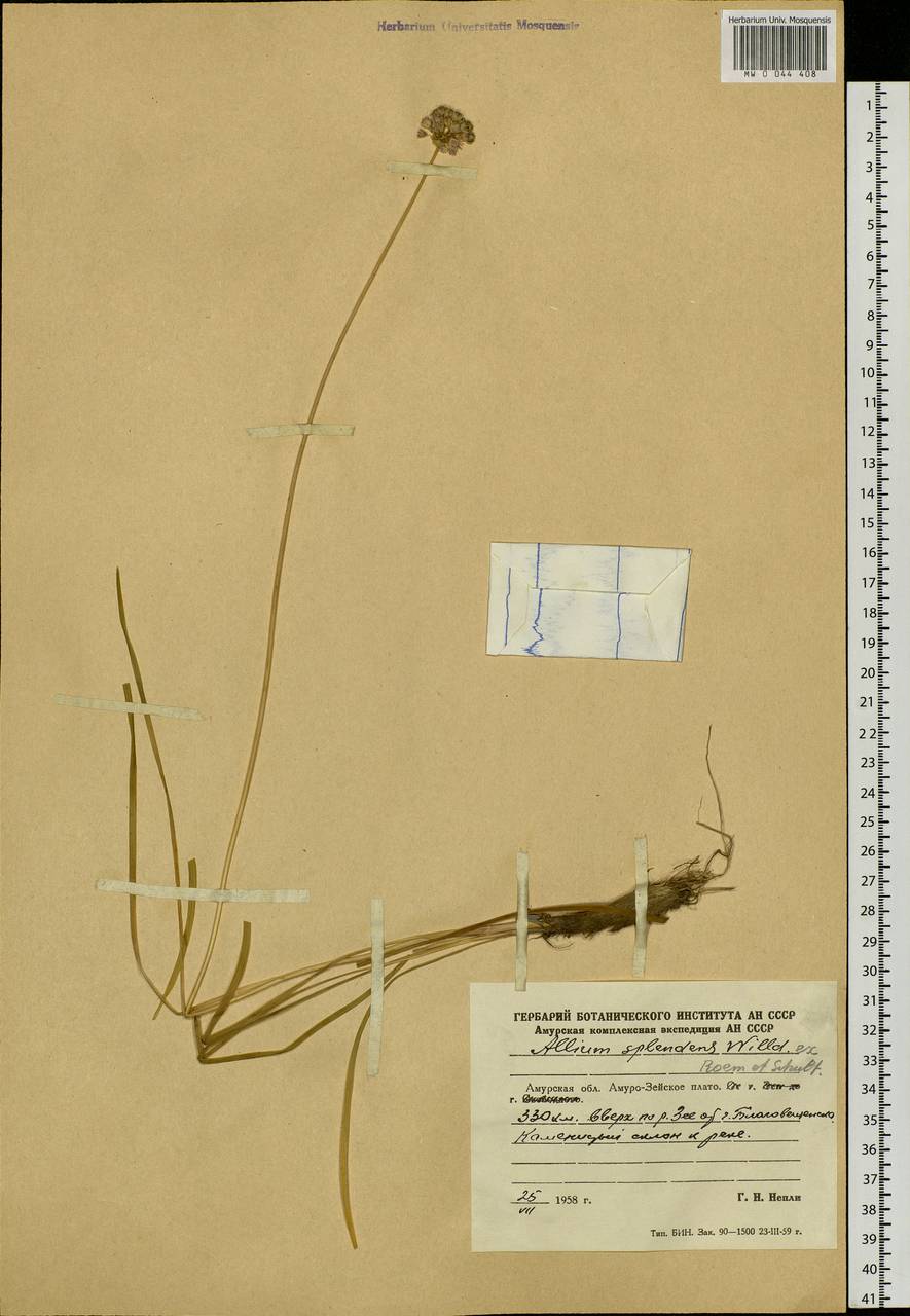 Allium splendens Willd. ex Schult. & Schult.f., Siberia, Russian Far East (S6) (Russia)