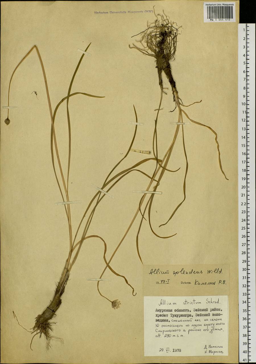 Allium splendens Willd. ex Schult. & Schult.f., Siberia, Russian Far East (S6) (Russia)