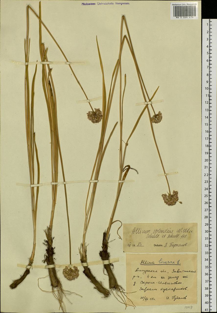 Allium splendens Willd. ex Schult. & Schult.f., Siberia, Russian Far East (S6) (Russia)