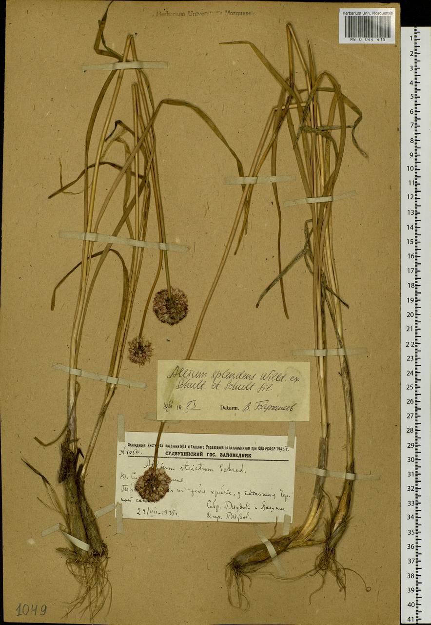 Allium splendens Willd. ex Schult. & Schult.f., Siberia, Russian Far East (S6) (Russia)