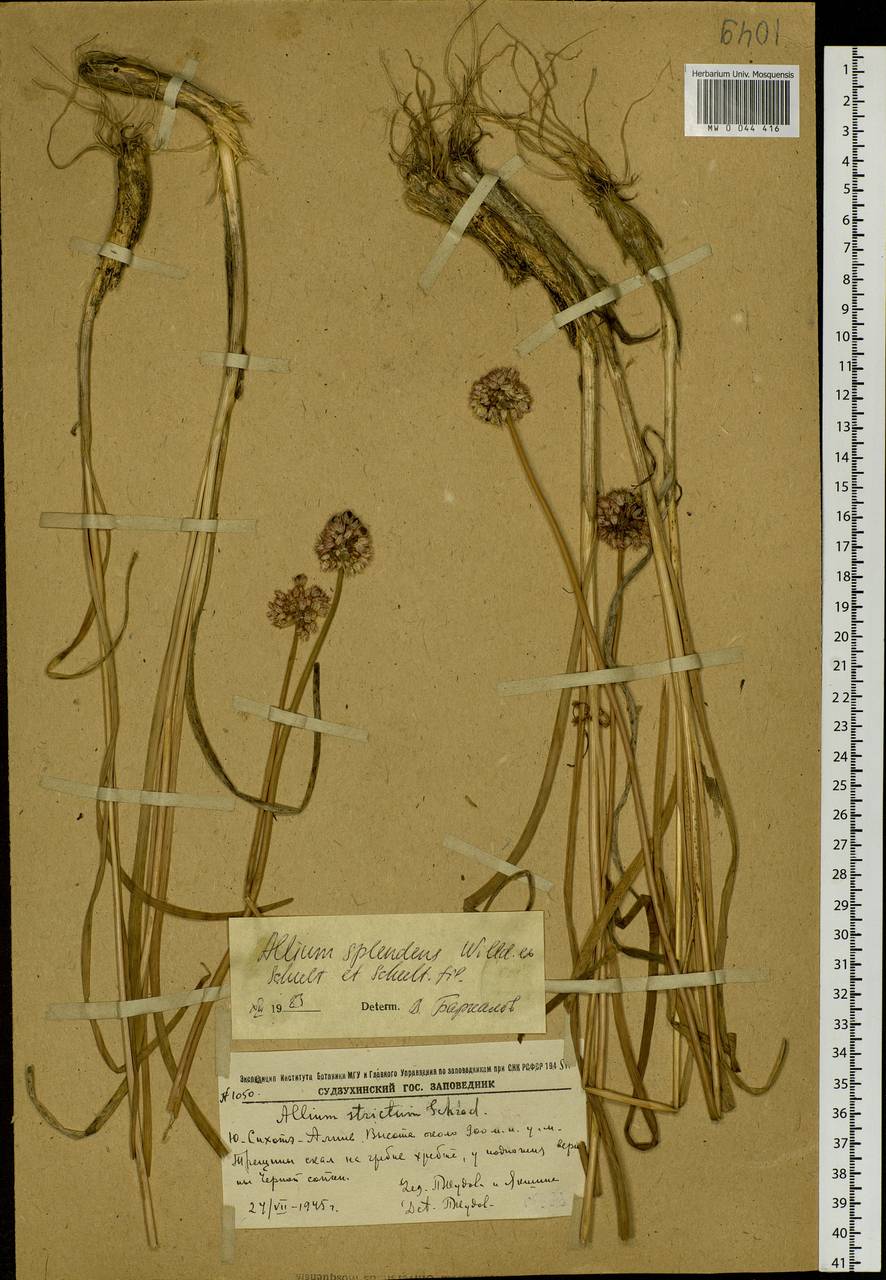 Allium splendens Willd. ex Schult. & Schult.f., Siberia, Russian Far East (S6) (Russia)
