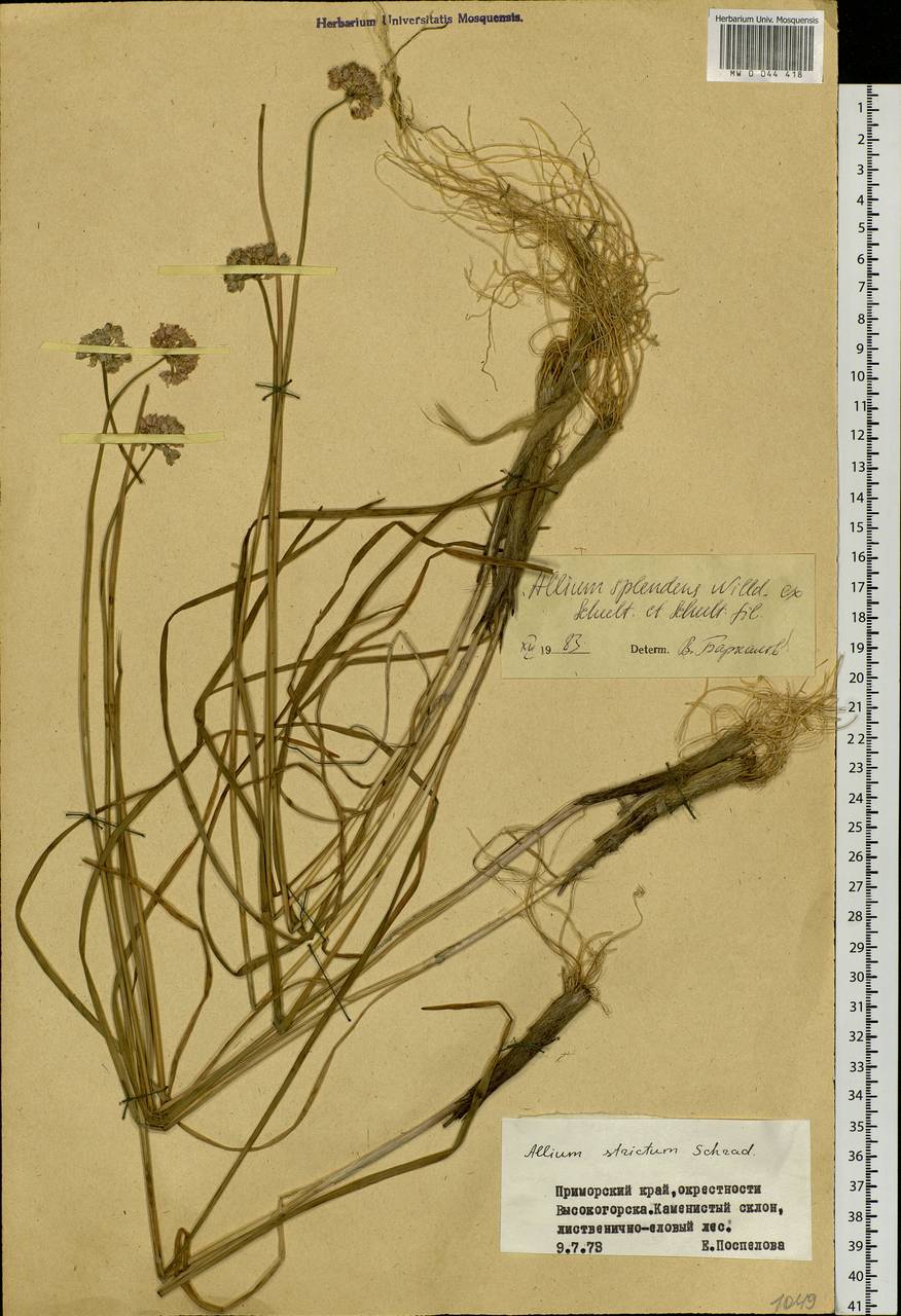 Allium splendens Willd. ex Schult. & Schult.f., Siberia, Russian Far East (S6) (Russia)