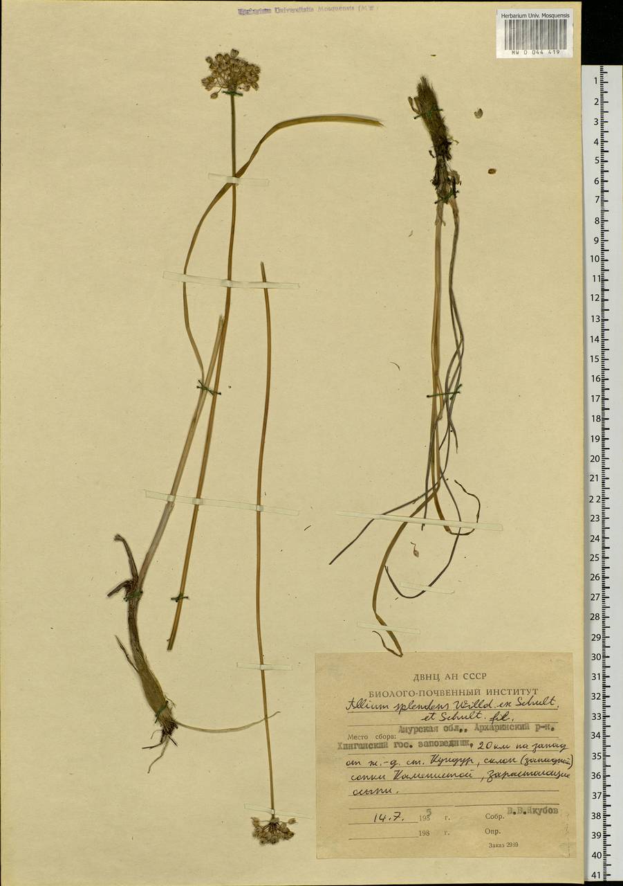 Allium splendens Willd. ex Schult. & Schult.f., Siberia, Russian Far East (S6) (Russia)