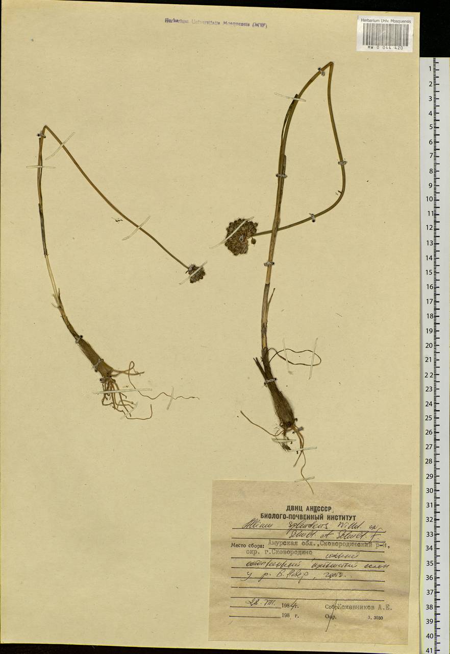 Allium splendens Willd. ex Schult. & Schult.f., Siberia, Russian Far East (S6) (Russia)