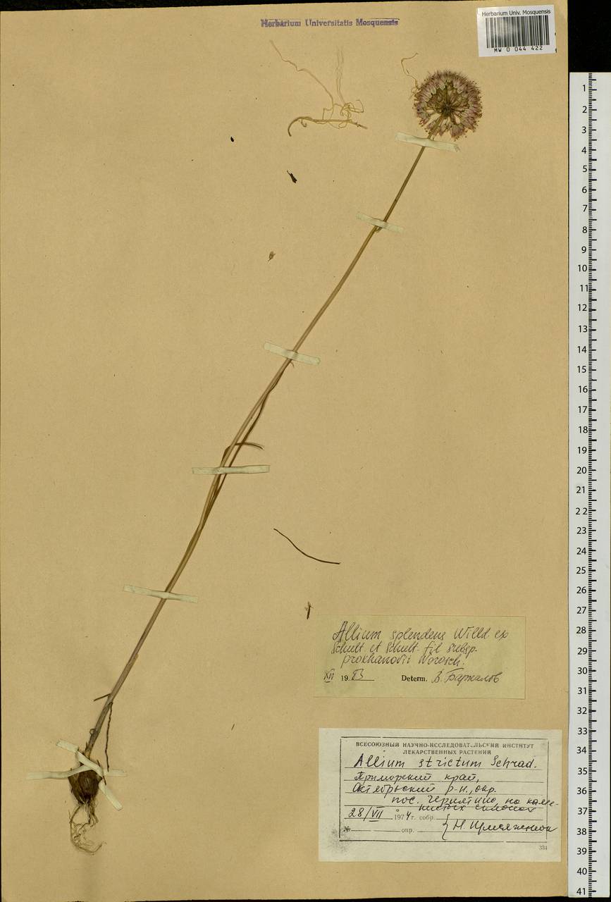 Allium splendens Willd. ex Schult. & Schult.f., Siberia, Russian Far East (S6) (Russia)