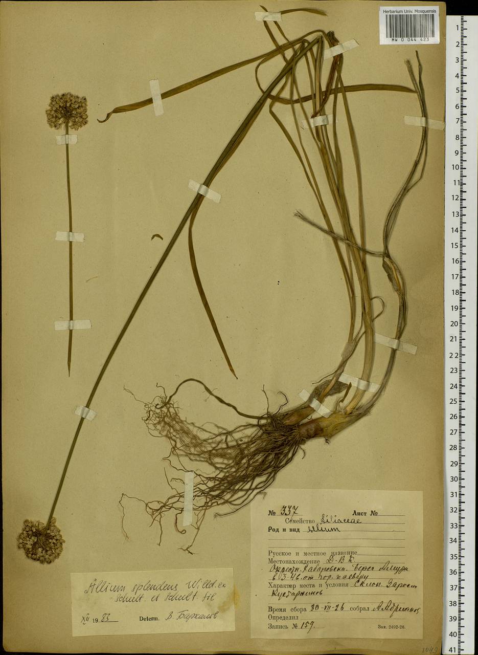 Allium splendens Willd. ex Schult. & Schult.f., Siberia, Russian Far East (S6) (Russia)