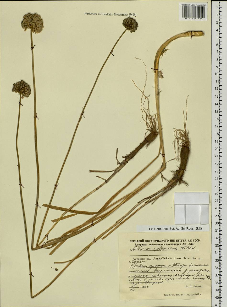 Allium splendens Willd. ex Schult. & Schult.f., Siberia, Russian Far East (S6) (Russia)
