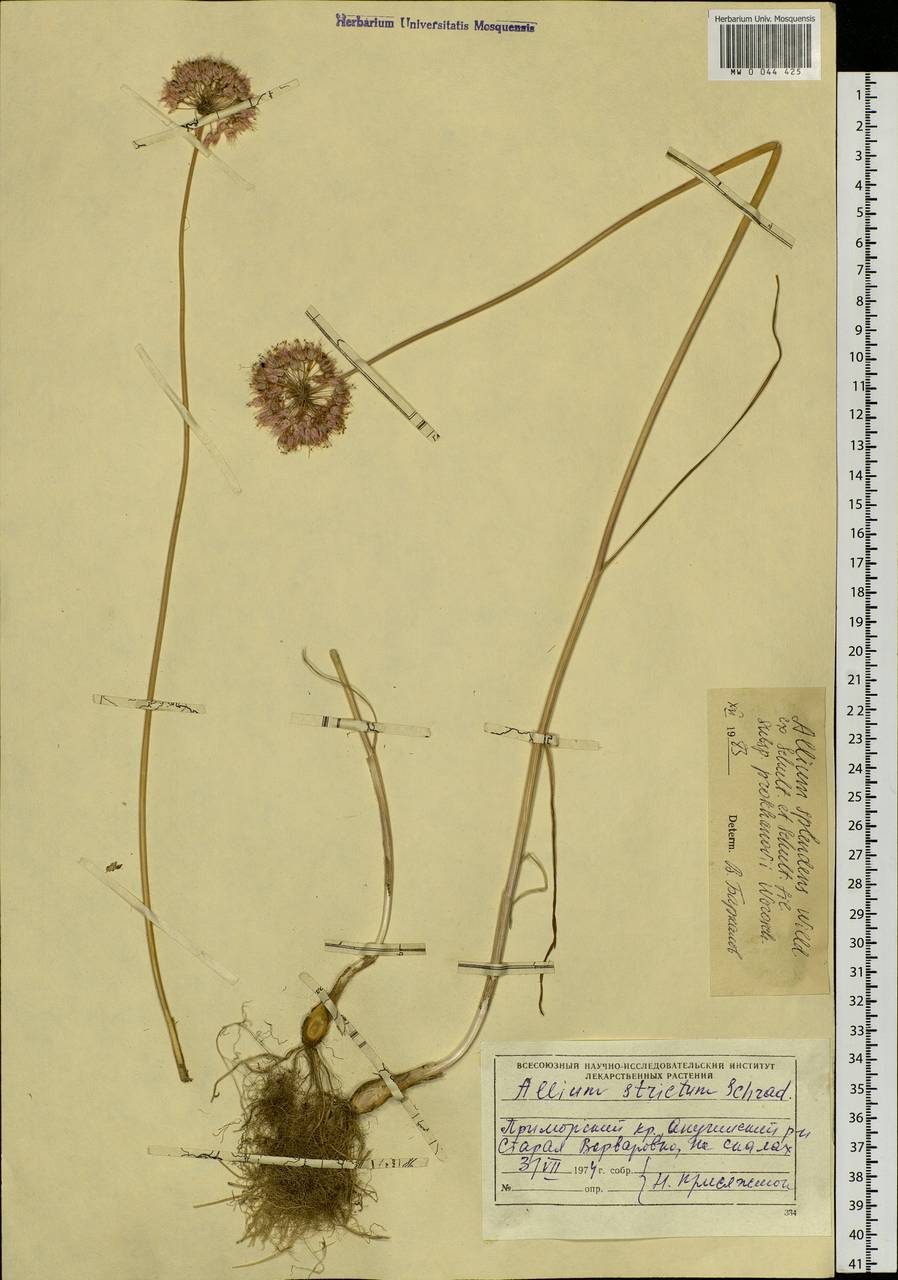 Allium splendens Willd. ex Schult. & Schult.f., Siberia, Russian Far East (S6) (Russia)