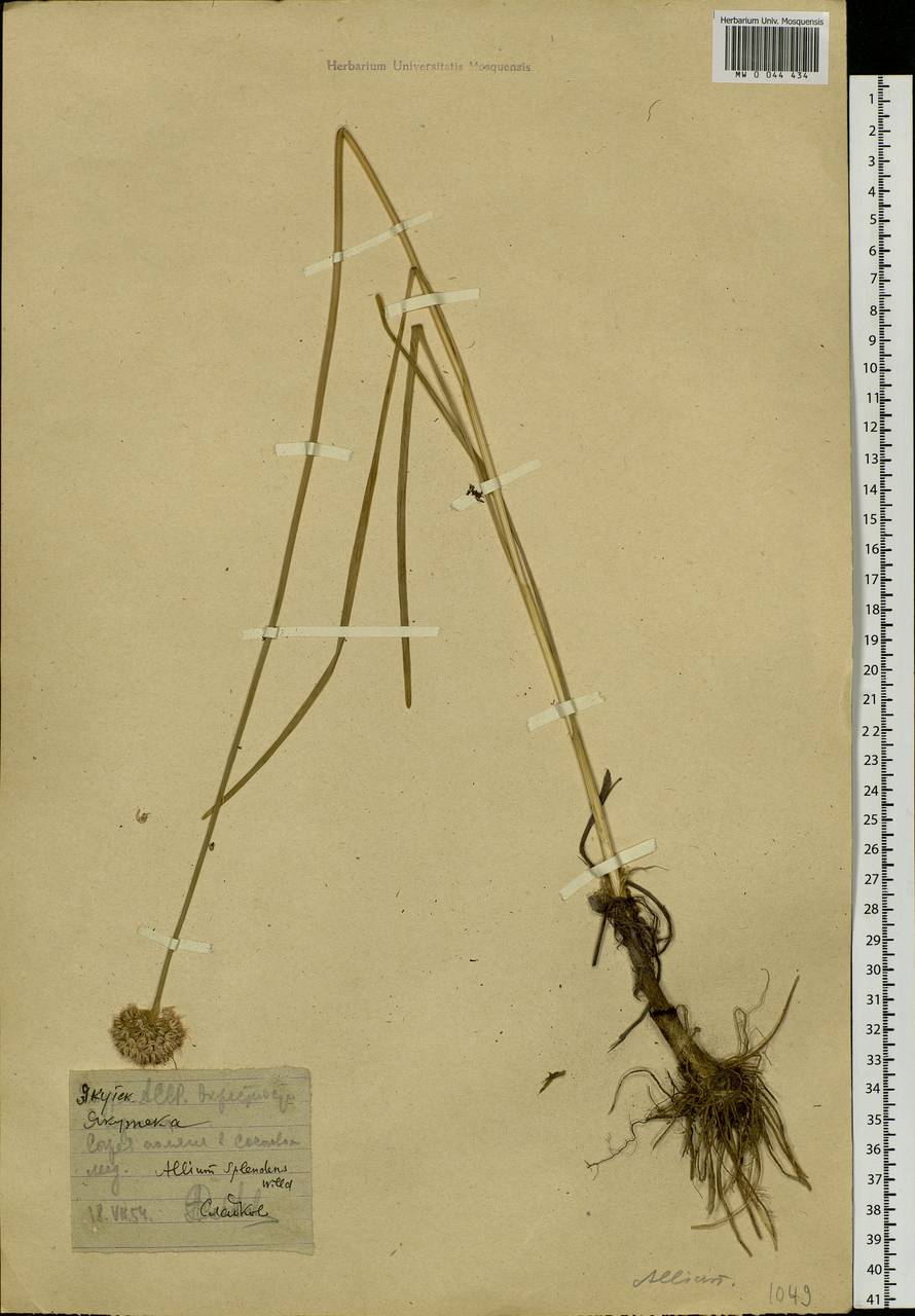 Allium splendens Willd. ex Schult. & Schult.f., Siberia, Yakutia (S5) (Russia)