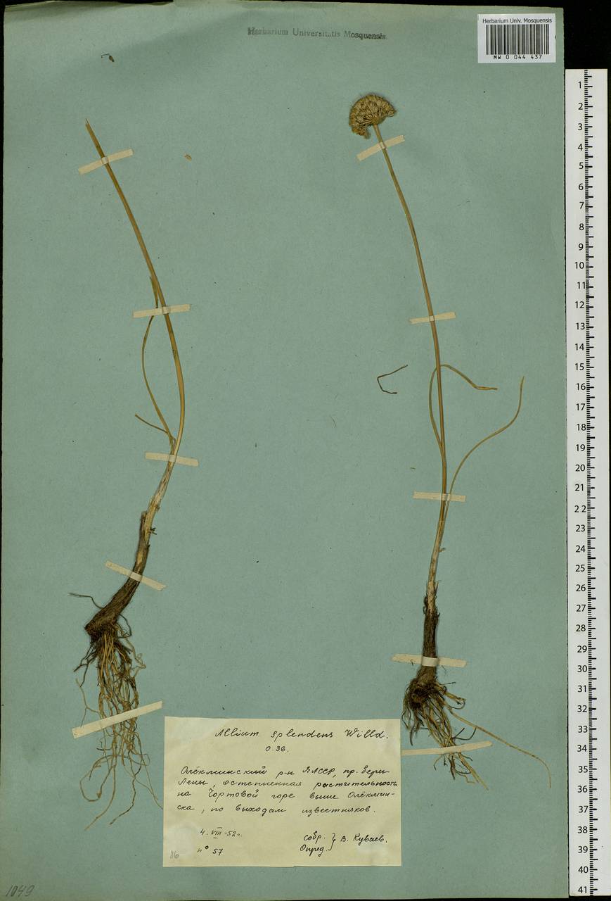 Allium splendens Willd. ex Schult. & Schult.f., Siberia, Yakutia (S5) (Russia)