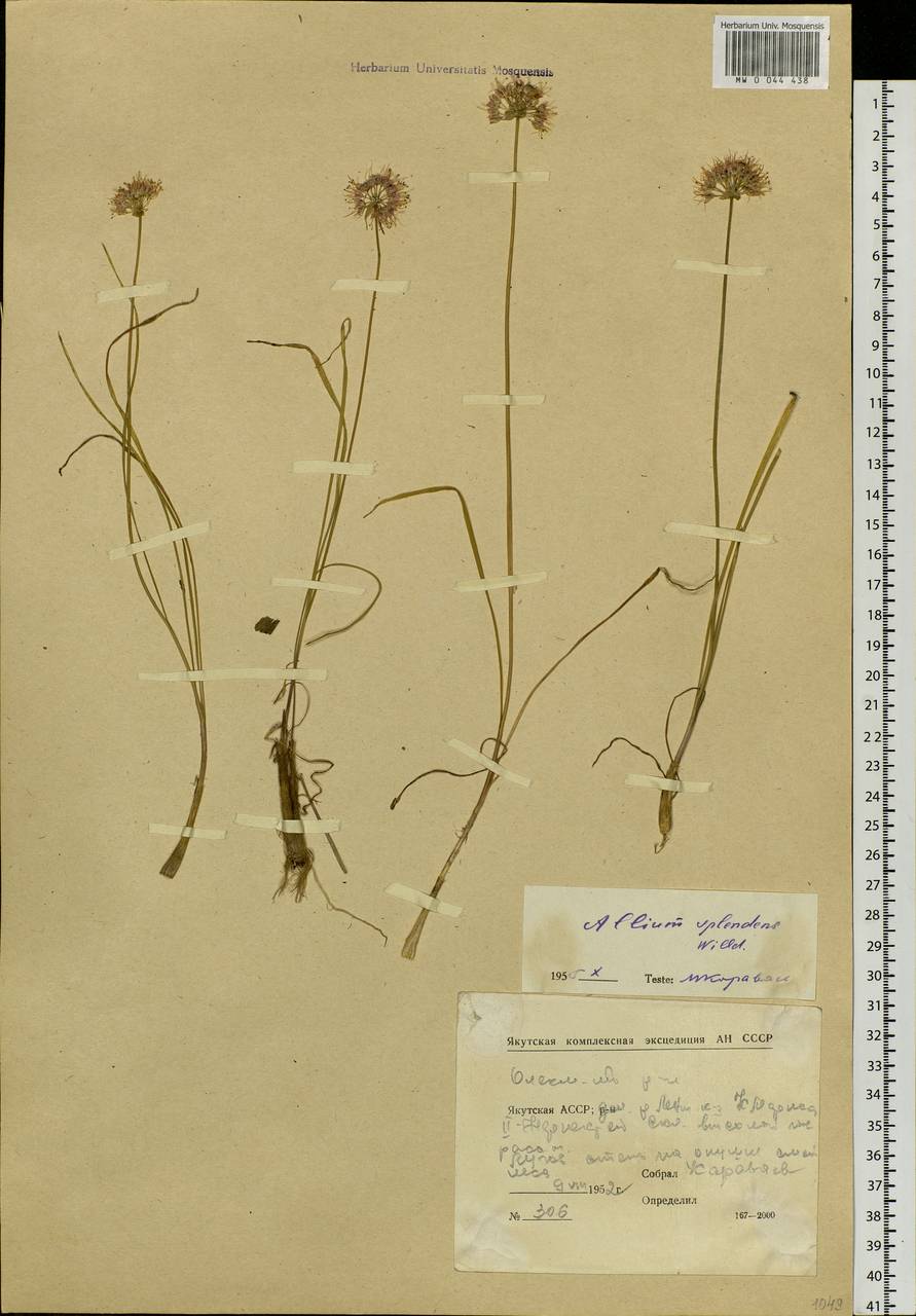 Allium splendens Willd. ex Schult. & Schult.f., Siberia, Yakutia (S5) (Russia)
