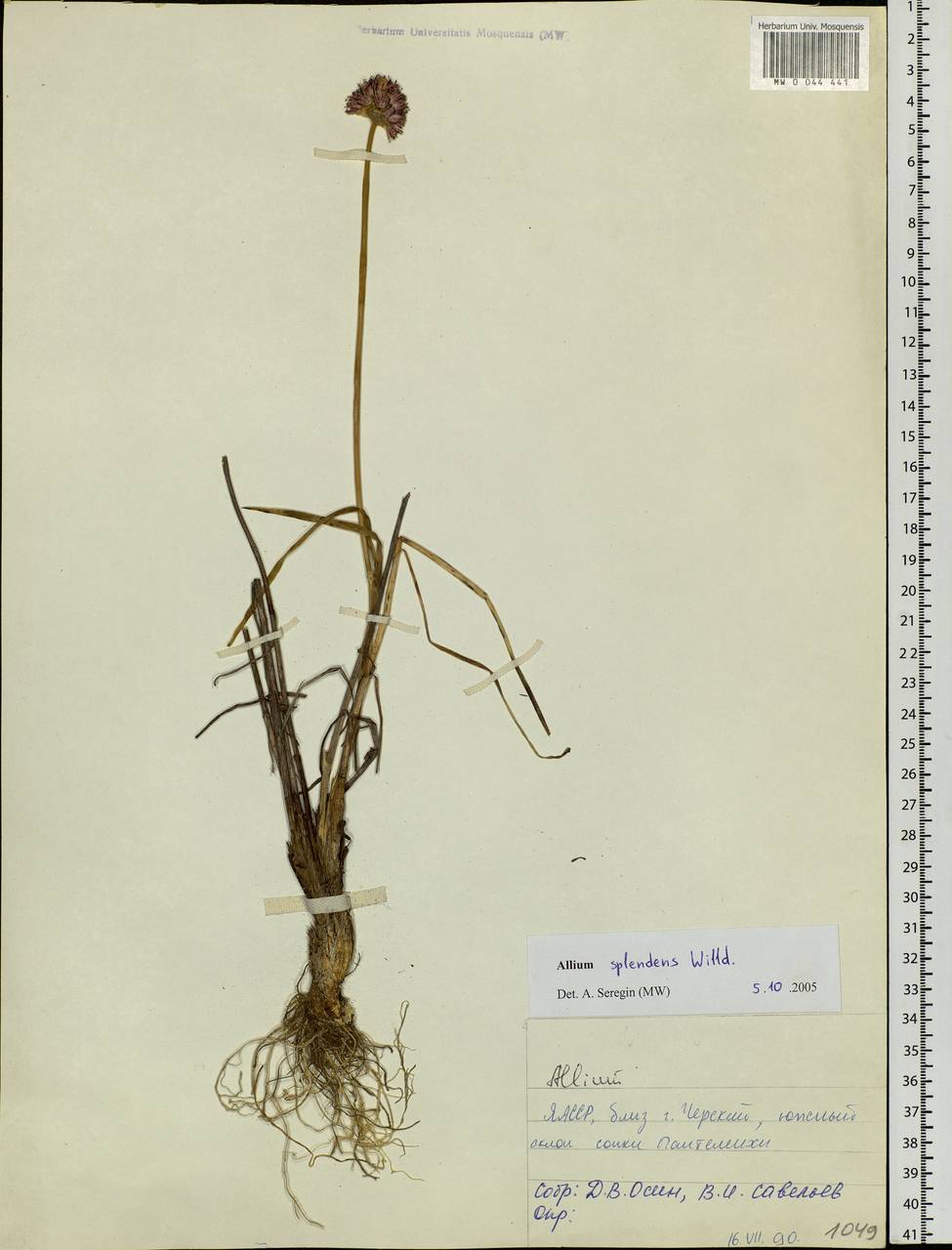 Allium splendens Willd. ex Schult. & Schult.f., Siberia, Yakutia (S5) (Russia)