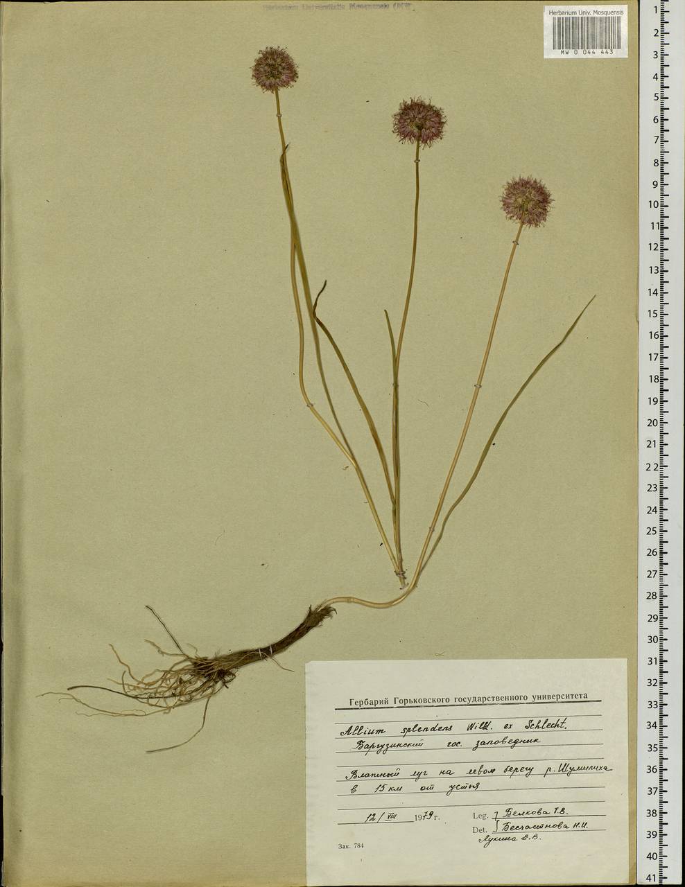 Allium splendens Willd. ex Schult. & Schult.f., Siberia, Baikal & Transbaikal region (S4) (Russia)