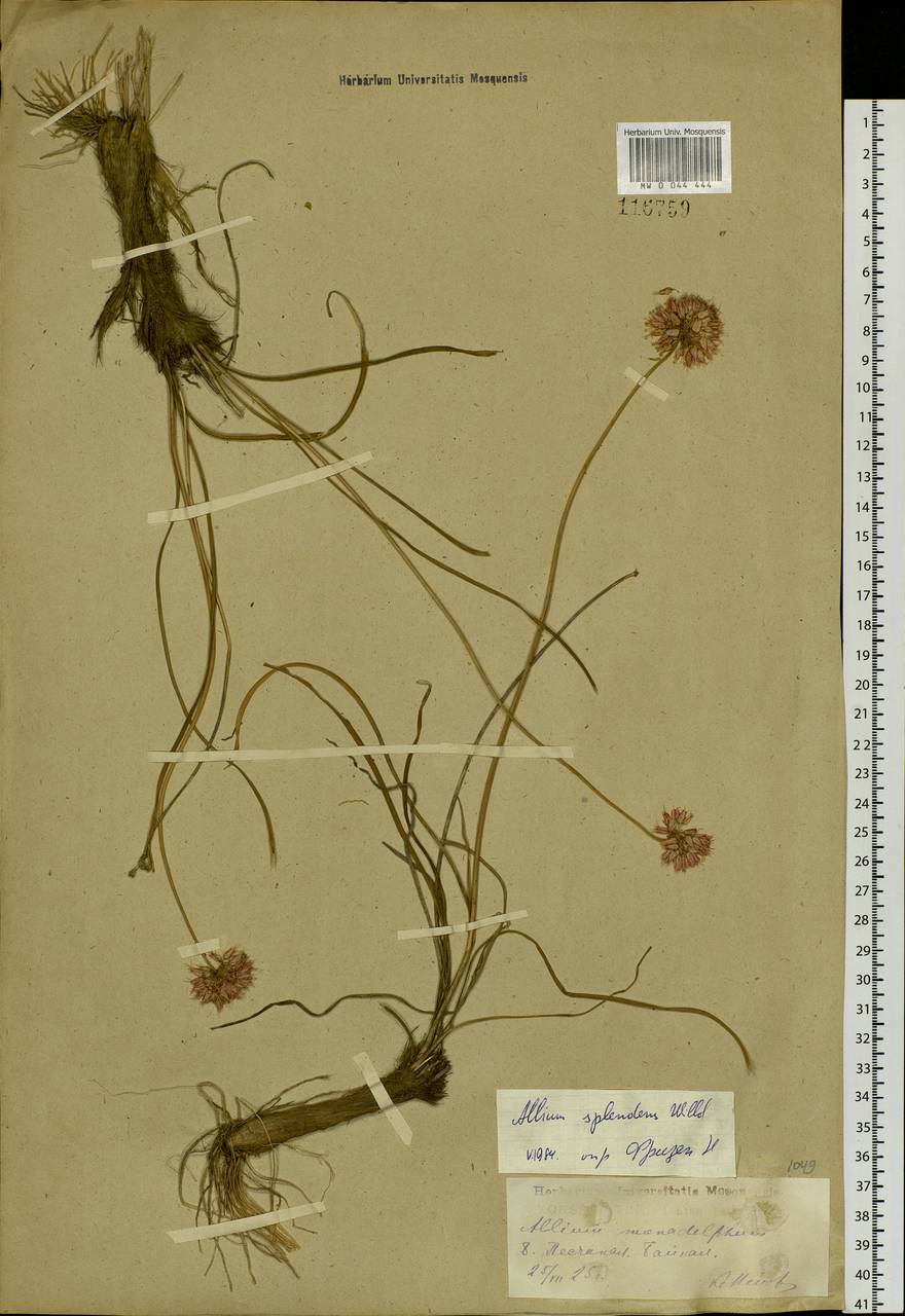 Allium splendens Willd. ex Schult. & Schult.f., Siberia, Baikal & Transbaikal region (S4) (Russia)