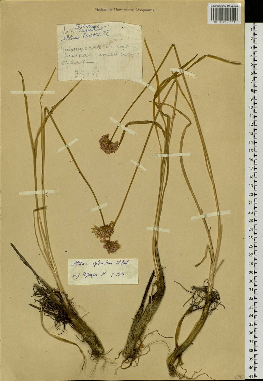 Allium splendens Willd. ex Schult. & Schult.f., Siberia, Baikal & Transbaikal region (S4) (Russia)