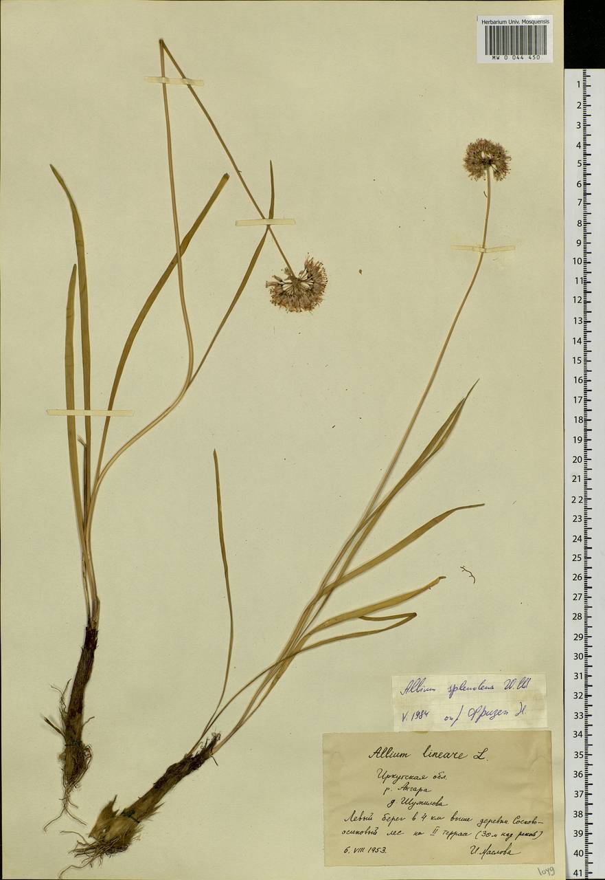 Allium splendens Willd. ex Schult. & Schult.f., Siberia, Baikal & Transbaikal region (S4) (Russia)