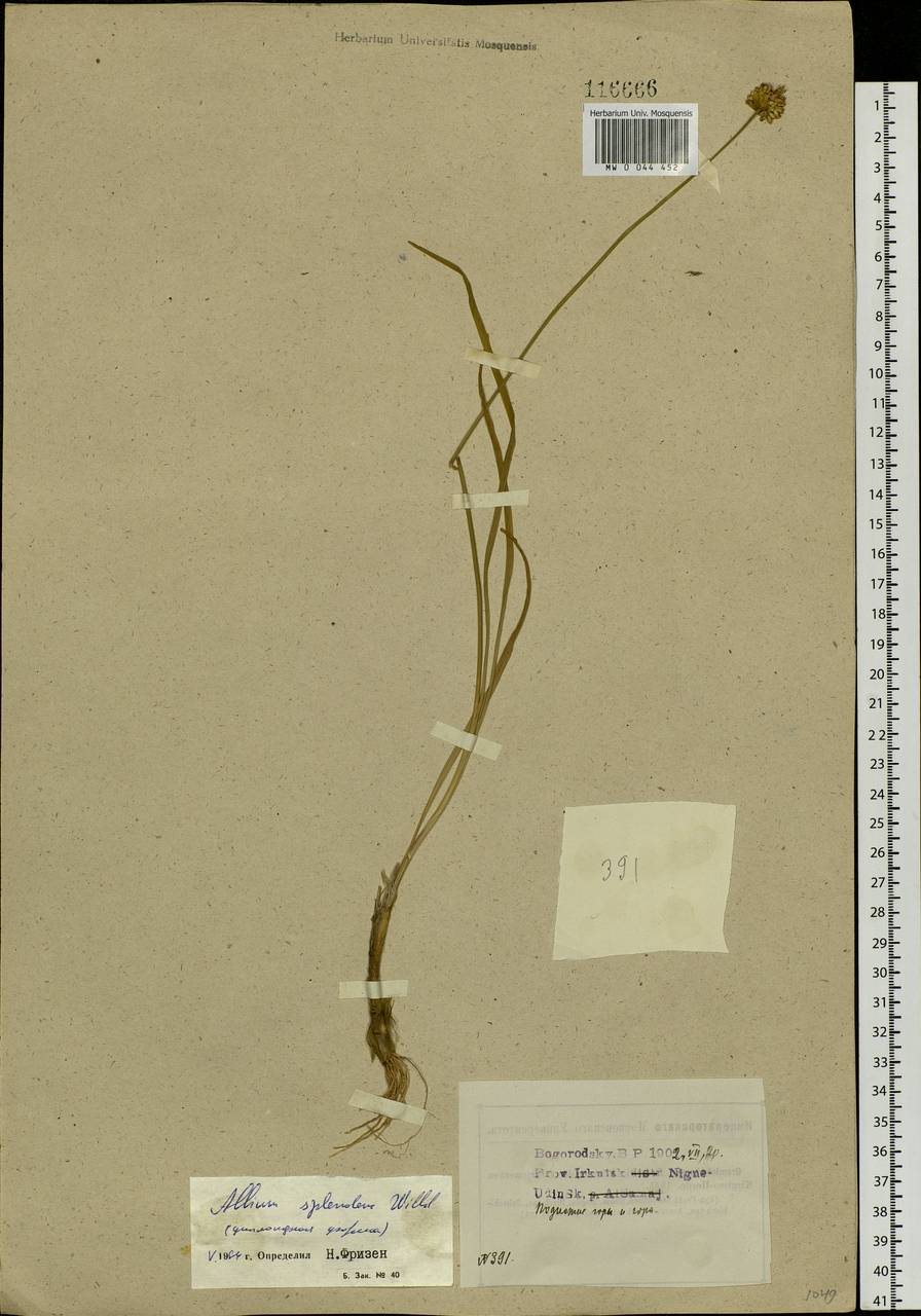 Allium splendens Willd. ex Schult. & Schult.f., Siberia, Baikal & Transbaikal region (S4) (Russia)