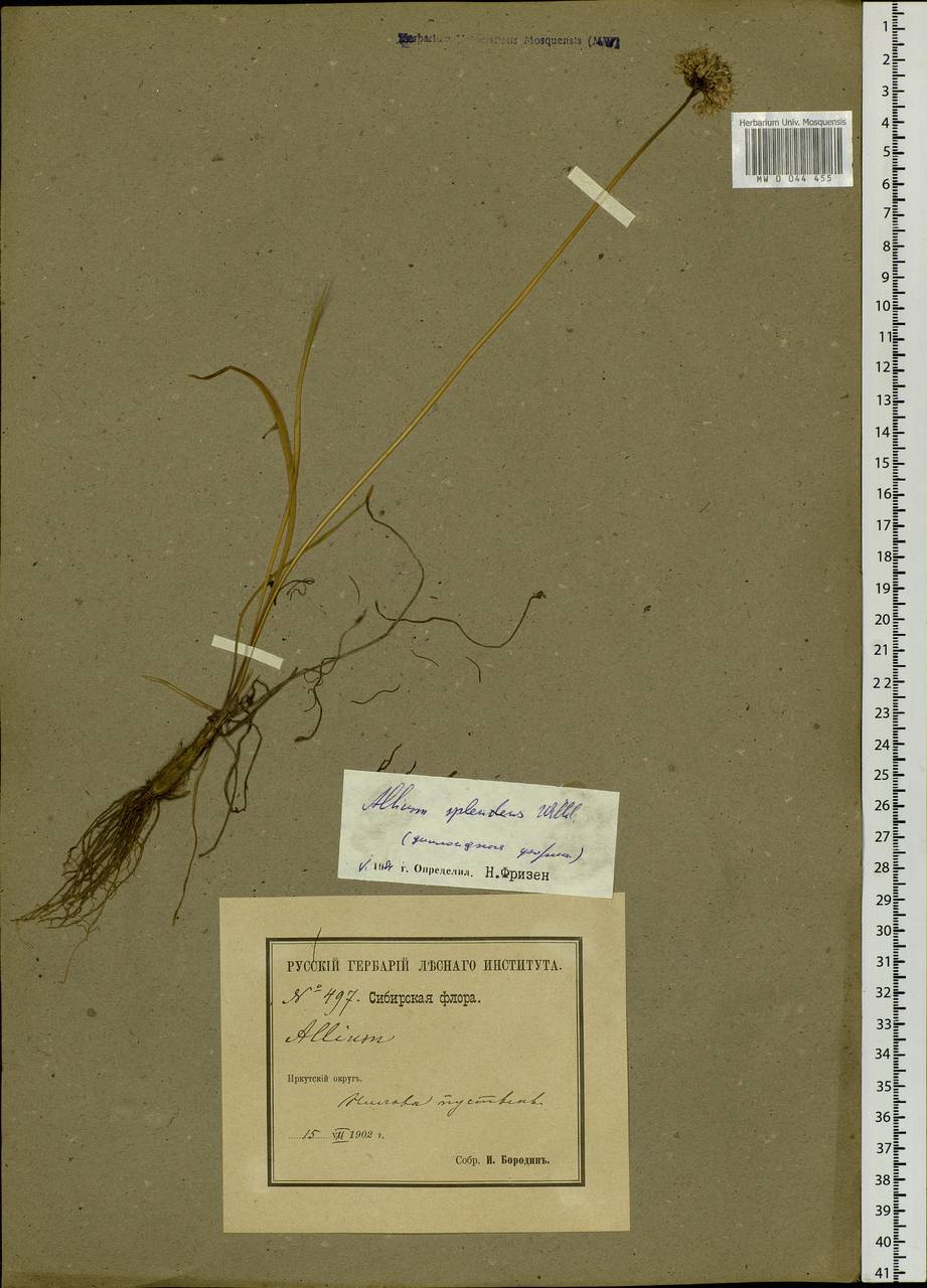 Allium splendens Willd. ex Schult. & Schult.f., Siberia, Baikal & Transbaikal region (S4) (Russia)