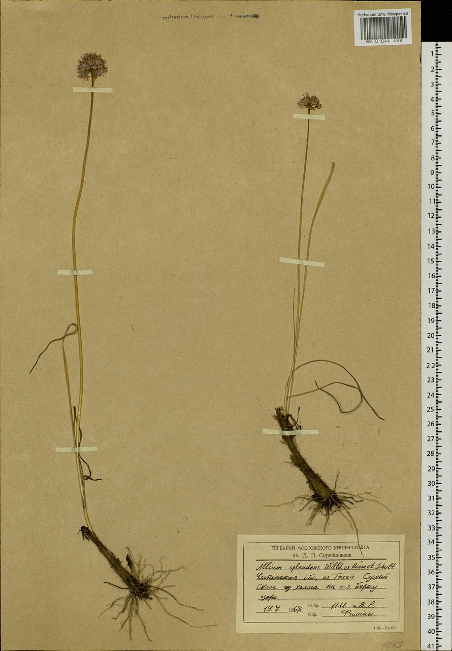 Allium splendens Willd. ex Schult. & Schult.f., Siberia, Baikal & Transbaikal region (S4) (Russia)