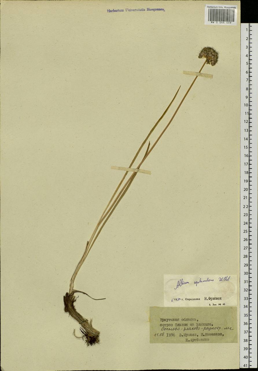 Allium splendens Willd. ex Schult. & Schult.f., Siberia, Baikal & Transbaikal region (S4) (Russia)