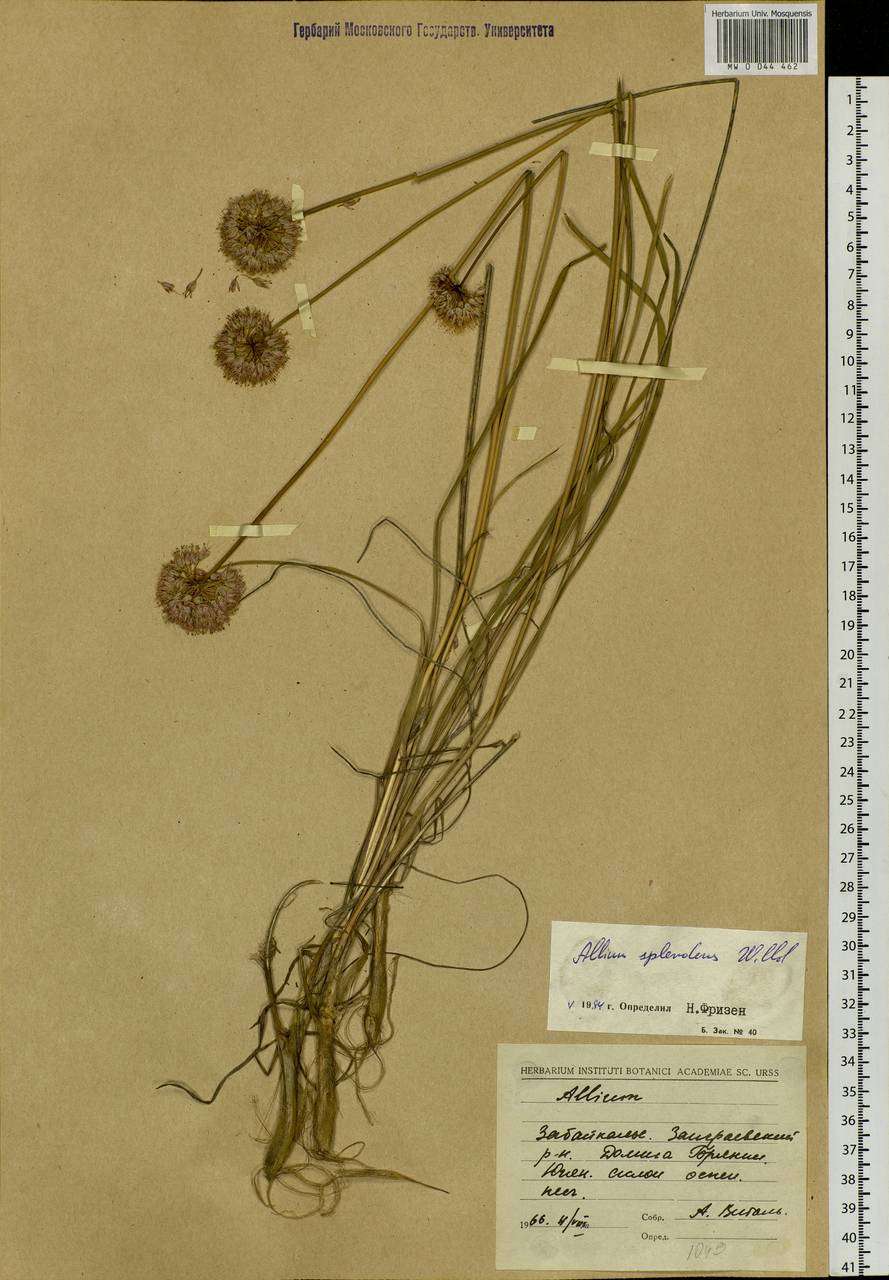 Allium splendens Willd. ex Schult. & Schult.f., Siberia, Baikal & Transbaikal region (S4) (Russia)