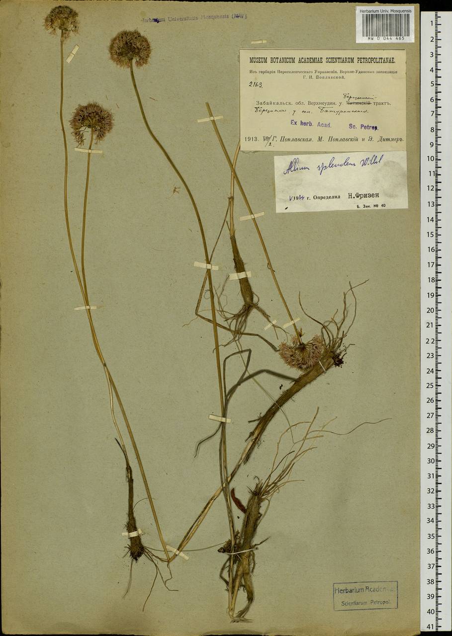 Allium splendens Willd. ex Schult. & Schult.f., Siberia, Baikal & Transbaikal region (S4) (Russia)