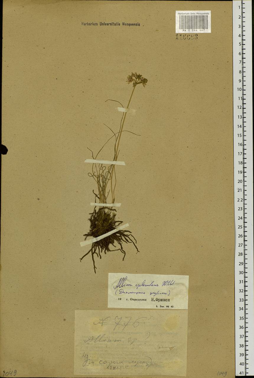 Allium splendens Willd. ex Schult. & Schult.f., Siberia, Baikal & Transbaikal region (S4) (Russia)
