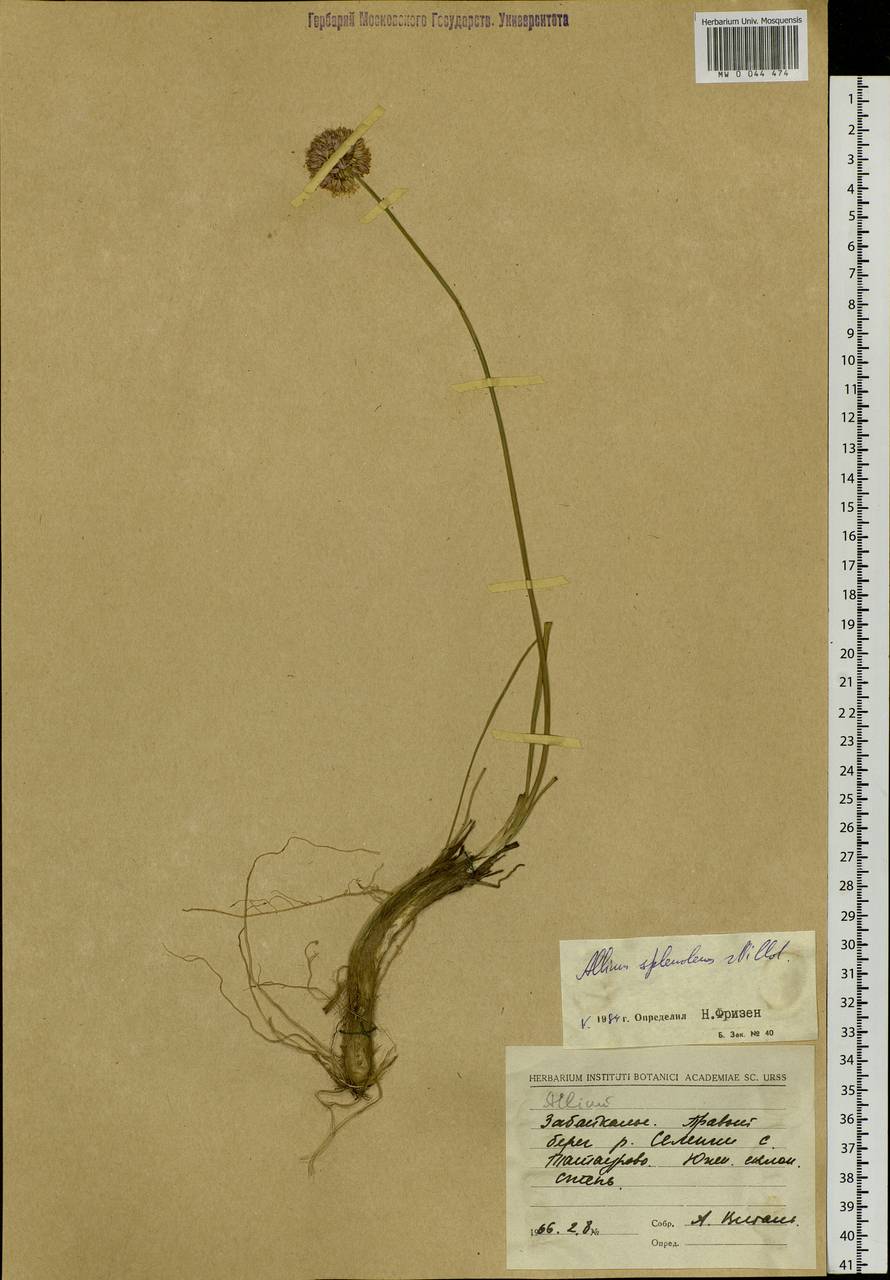 Allium splendens Willd. ex Schult. & Schult.f., Siberia, Baikal & Transbaikal region (S4) (Russia)